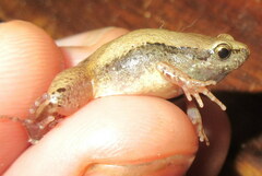 Microhyla mymensinghensis