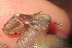 Microhyla mymensinghensis
