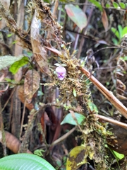 Utricularia jamesoniana