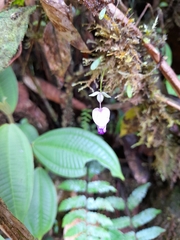 Utricularia jamesoniana