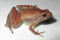 Microhyla berdmorei