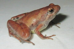 Microhyla berdmorei