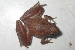 Microhyla berdmorei