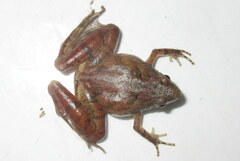 Microhyla berdmorei