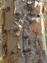 Senegalia polyacantha