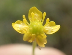 Ranunculus gmelinii