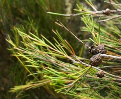 Melaleuca uncinata