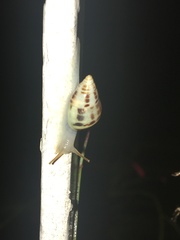 Drymaeus interpunctus