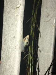 Drymaeus interpunctus