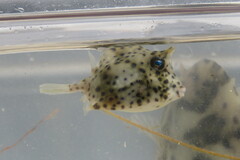 Acanthostracion quadricornis