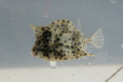 Acanthostracion quadricornis