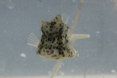 Acanthostracion quadricornis