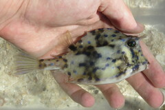 Acanthostracion quadricornis