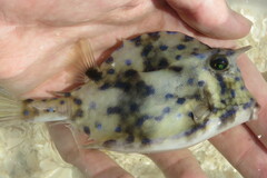 Acanthostracion quadricornis