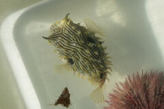 Chilomycterus schoepfii