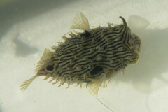 Chilomycterus schoepfii