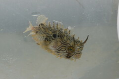 Chilomycterus schoepfii