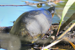 Kinosternon chimalhuaca