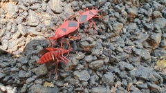 Probergrothius sanguinolens