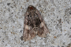 Condica macrosema