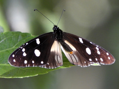 Amauris albimaculata