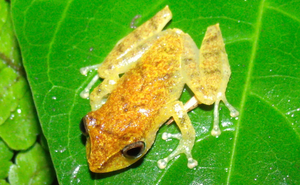 La Loma Robber Frog