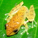 La Loma Robber Frog - Photo (c) John G. Phillips, some rights reserved (CC BY-NC), uploaded by John G. Phillips