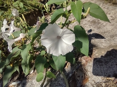 Ipomoea scopulorum