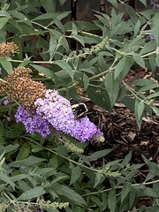 Phalaenoides glycinae