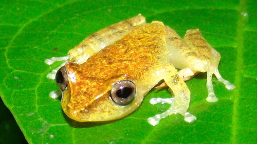 Pristimantis caryophyllaceus