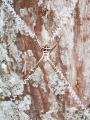 Argiope caledonia