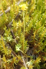 Ranunculus gmelinii