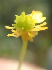 Ranunculus gmelinii