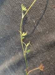 Ranunculus gmelinii