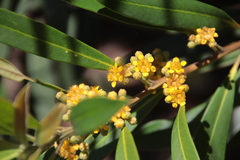 Tristaniopsis laurina