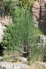 Equisetum