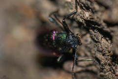 Strongylium cupreocinctum