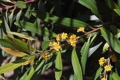 Tristaniopsis laurina