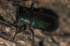 Strongylium cupreocinctum