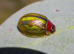 Paropsisterna vittata