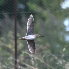Gallinago hardwickii