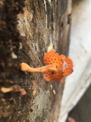 Favolaschia