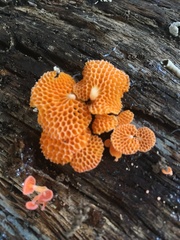 Favolaschia