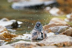 Junco hyemalis