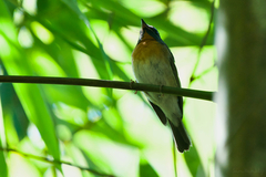 Cyornis glaucicomans