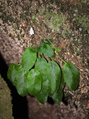 Metapetrocosmea peltata