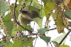 Iole viridescens cinnamomeoventris