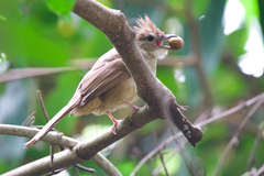 Alophoixus ochraceus