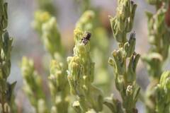 Castilleja plagiotoma