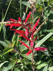 Salvia elegans
